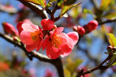 Chaenomeles japonica - kdoulovec japonský - květy 1